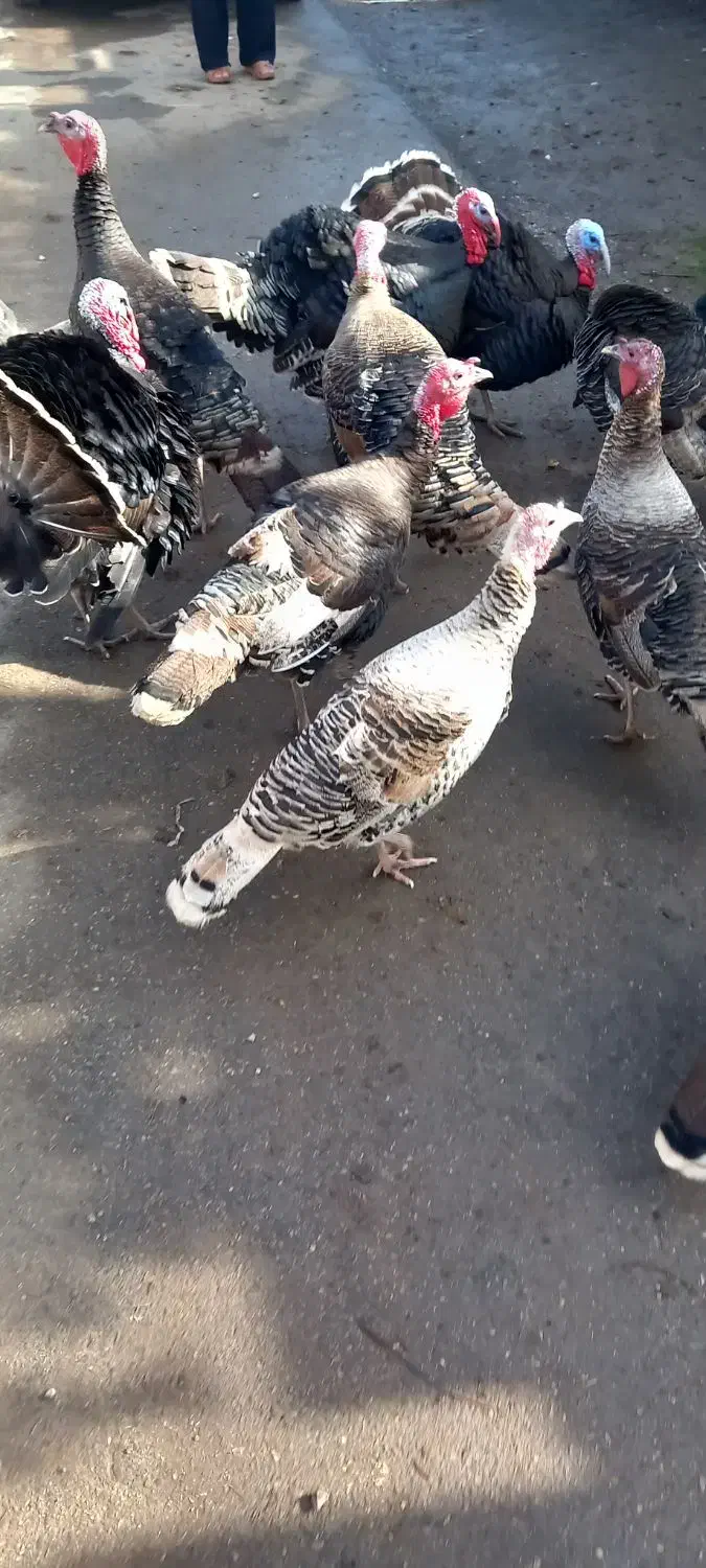 بقلمون نر وماده بزرگ|حیوانات مزرعه|گنبد کاووس, |دیوار