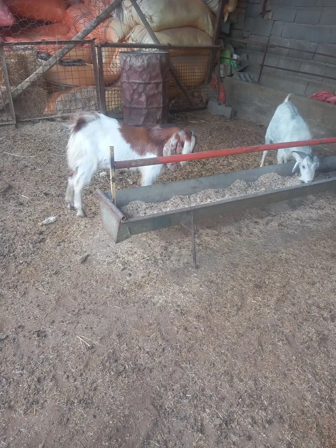 دو عدد بزغاله نر|حیوانات مزرعه|آق قلا, |دیوار