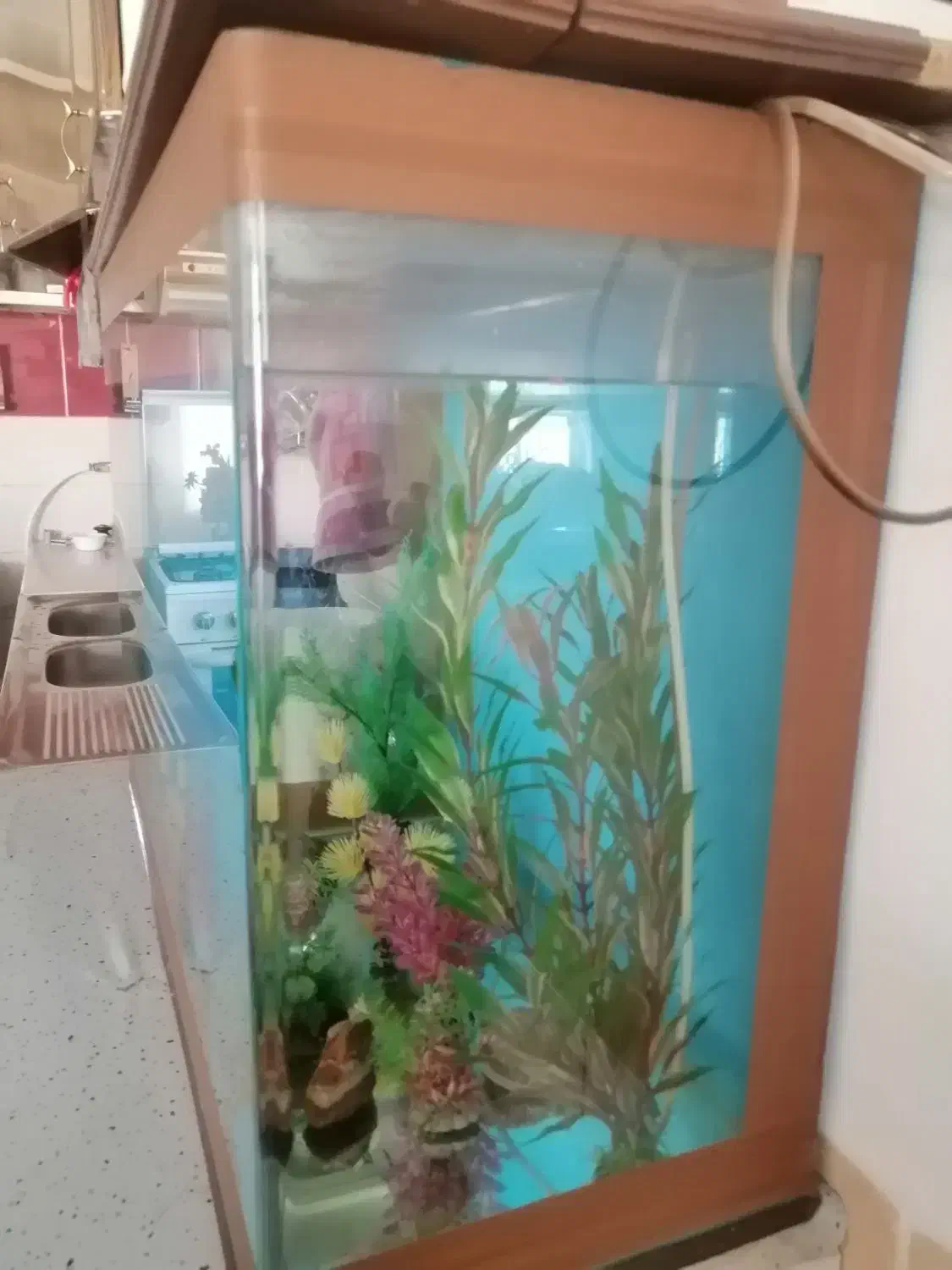 اکواریوم سالم بادرب چوبی وگلهای تزیینی وسنگ|ماهی|نیشابور, باغرود|دیوار