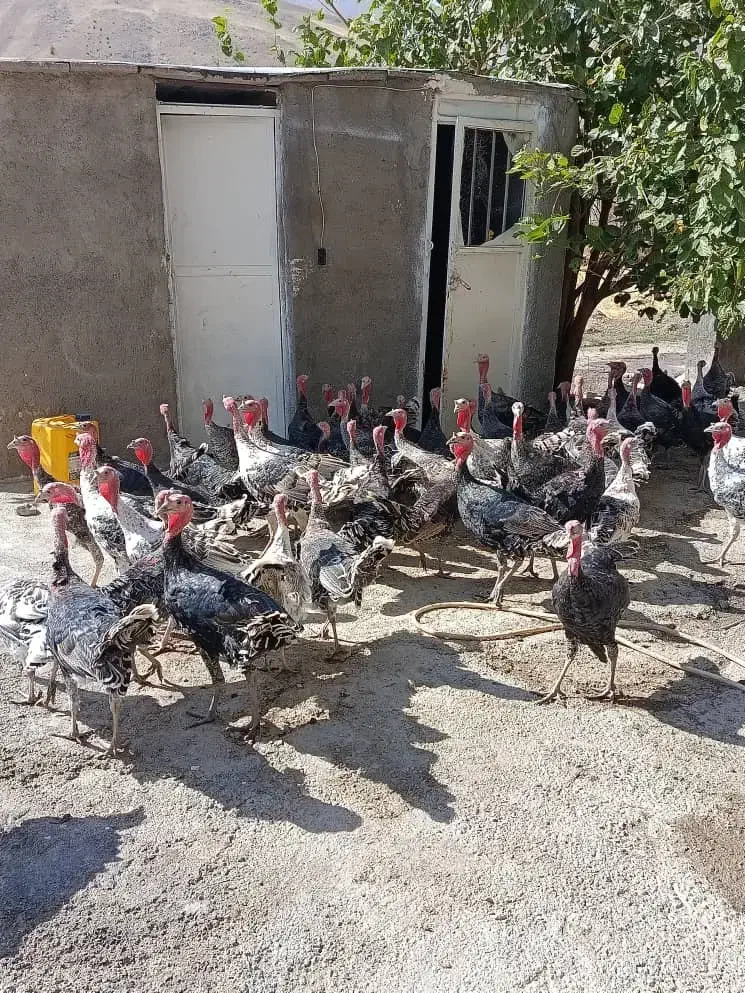 بوقلمون نر و ماده|حیوانات مزرعه|شیروان (لرستان), |دیوار