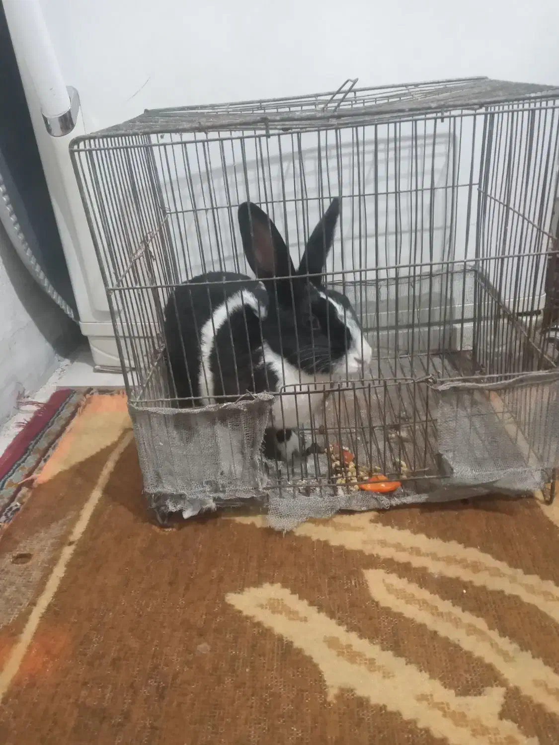 فروش خرگوش..|موش و خرگوش|شاهرود, |دیوار