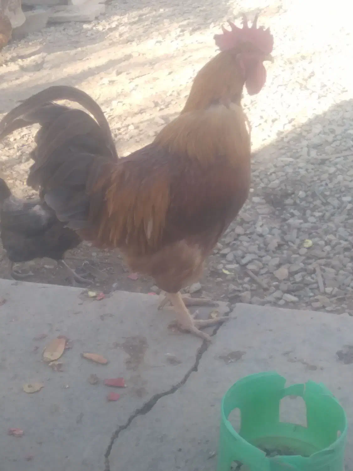 خروس جوان|حیوانات مزرعه|آبیک, |دیوار