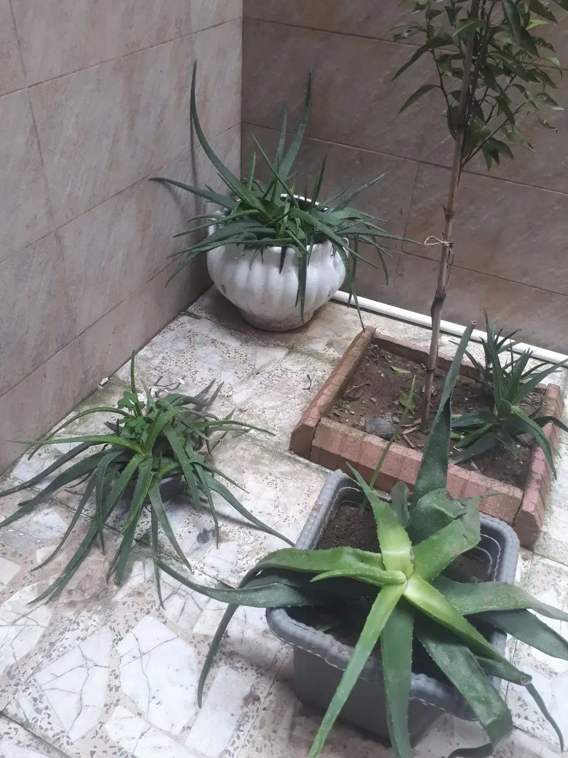 آلوئه ورا|گل و گیاه طبیعی|لاهیجان, گلستان|دیوار