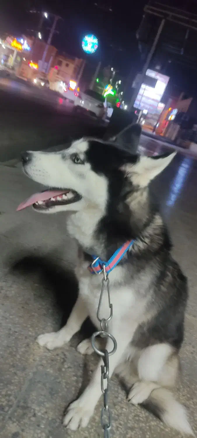 سگ...|سگ|بهبهان, |دیوار