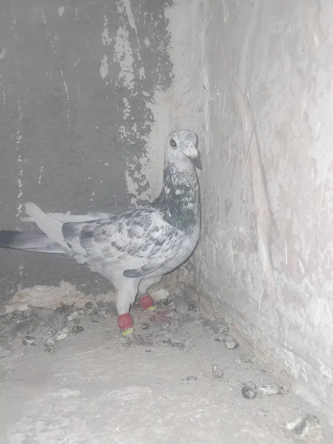 سوسکی سبز|پرنده|تربتحیدریه, فتح المبین|دیوار