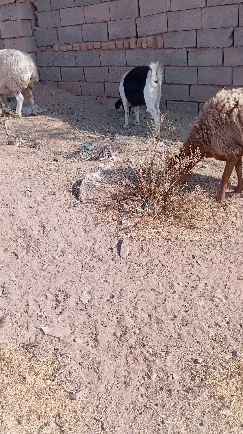 بز فروشی|حیوانات مزرعه|خواف, |دیوار