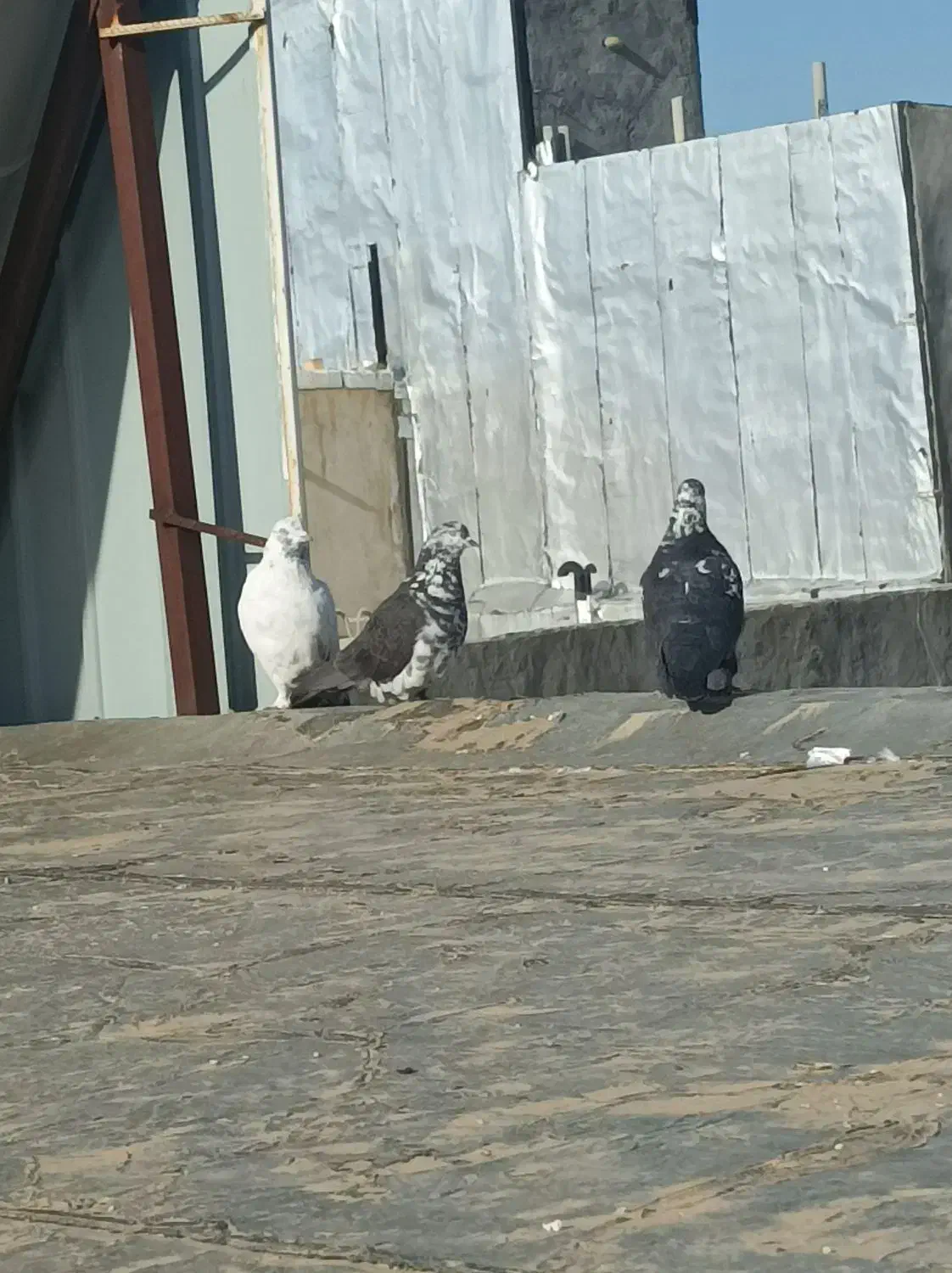 کبوتر|پرنده|سرپل ذهاب, |دیوار