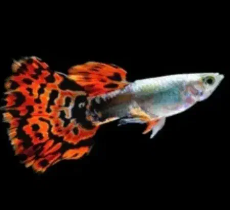 بچه گوپی|ماهی|قروه, |دیوار