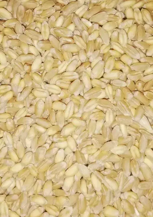 گندم بذری بکراس|خدمات باغبانی و درختکاری|شهرکرد, |دیوار