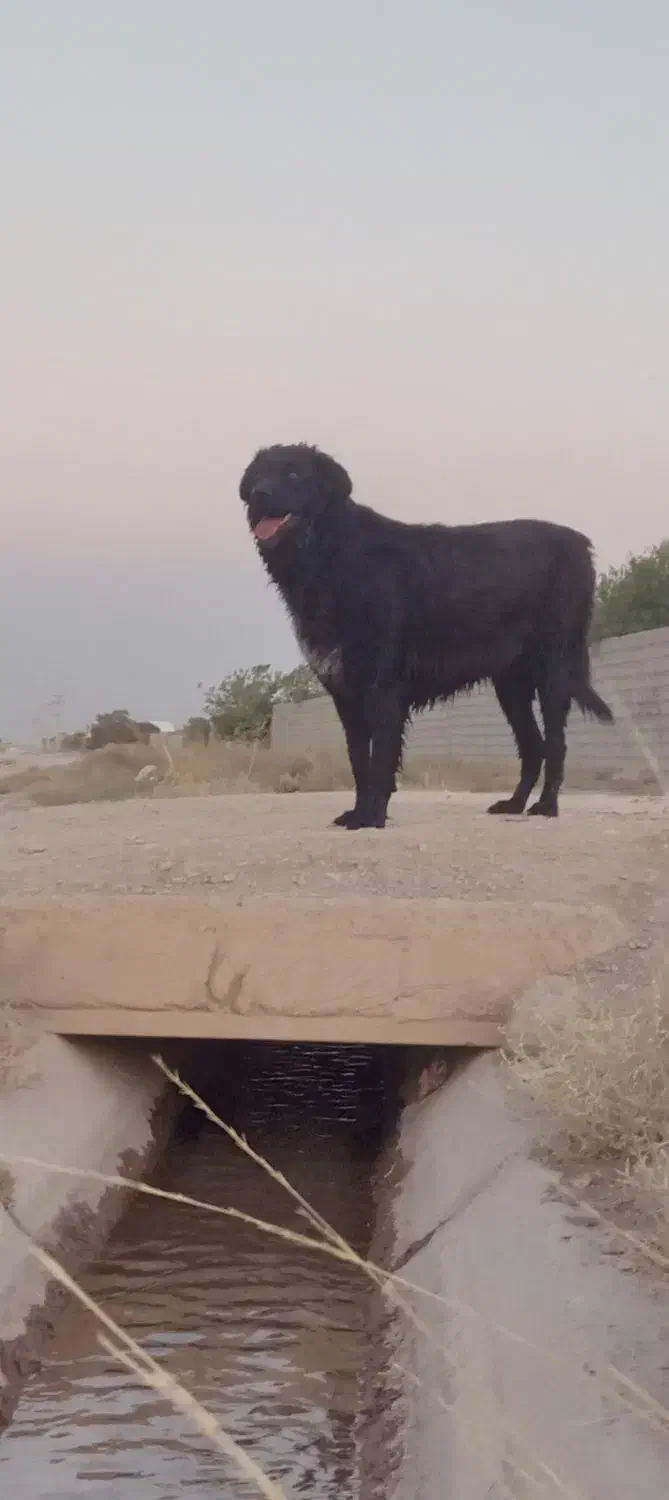 گمشده|حیوانات|نجف‌آباد, جلال آباد|دیوار