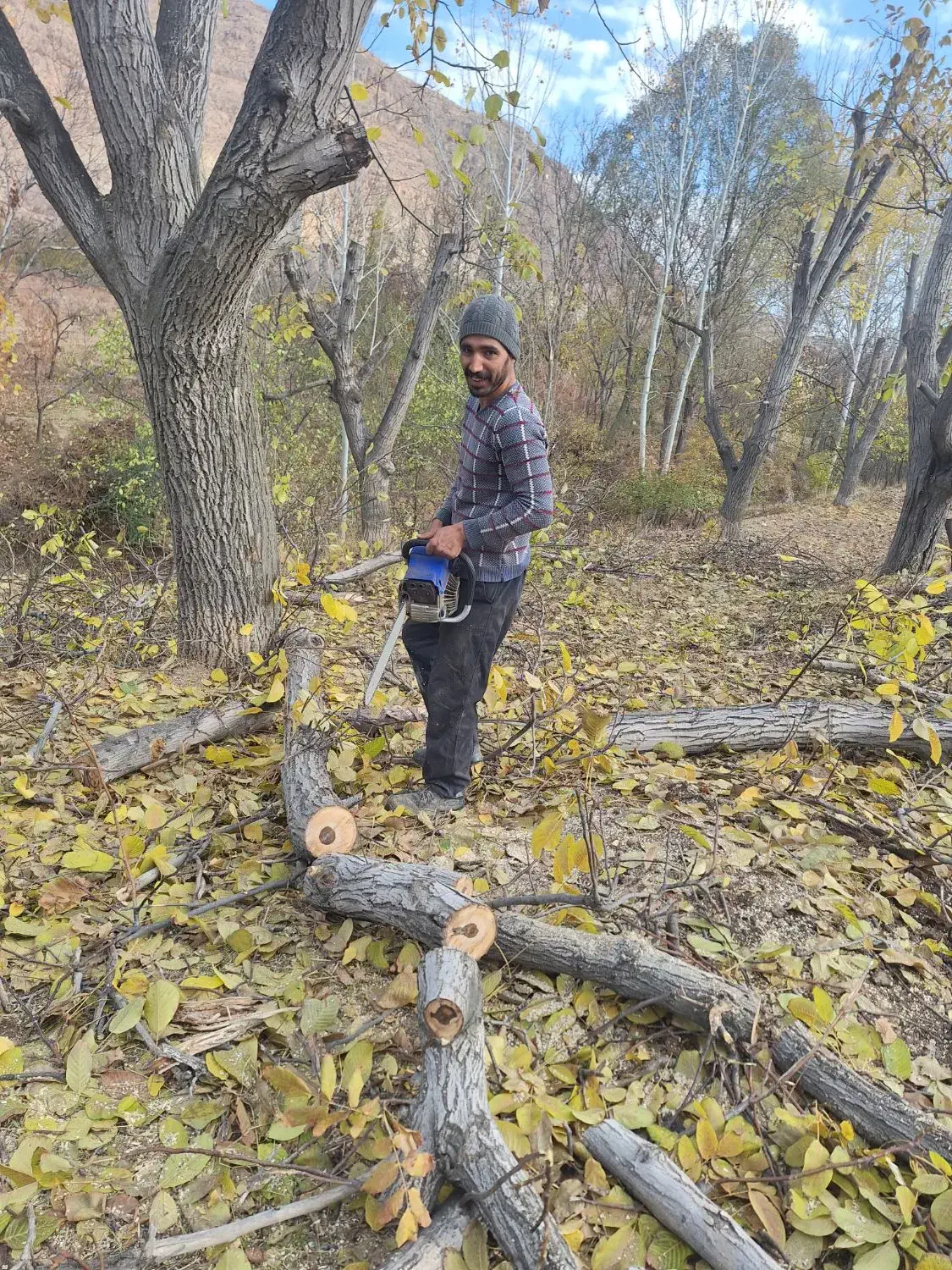 خرید چوب  باغ و زمین  و تیر سقفی|خدمات باغبانی و درختکاری|شیروان (خراسان), |دیوار