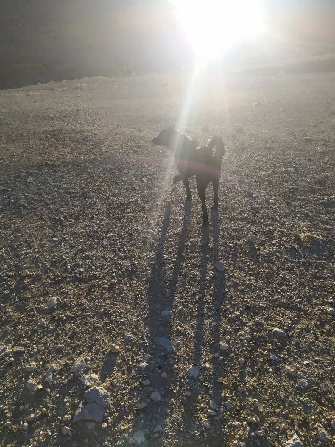 سگ گله|سگ|دهاقان, |دیوار