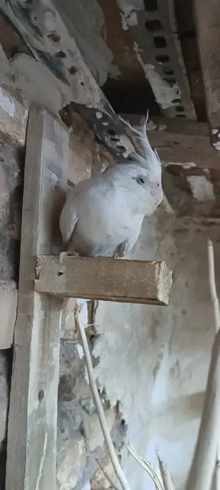 عروس پاریس|پرنده|سوسنگرد, |دیوار