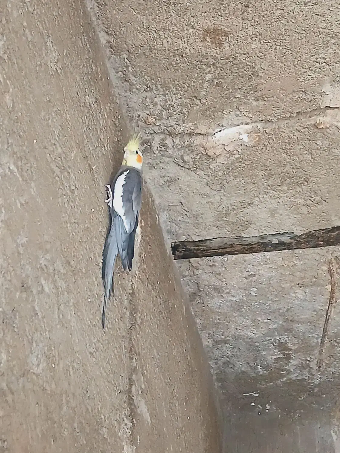 پرنده|پرنده|ارزوئیه, |دیوار