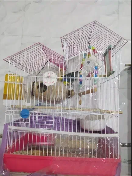 کوتوله برزیلی معاوضه با عروس هلندی|پرنده|تفتان, |دیوار