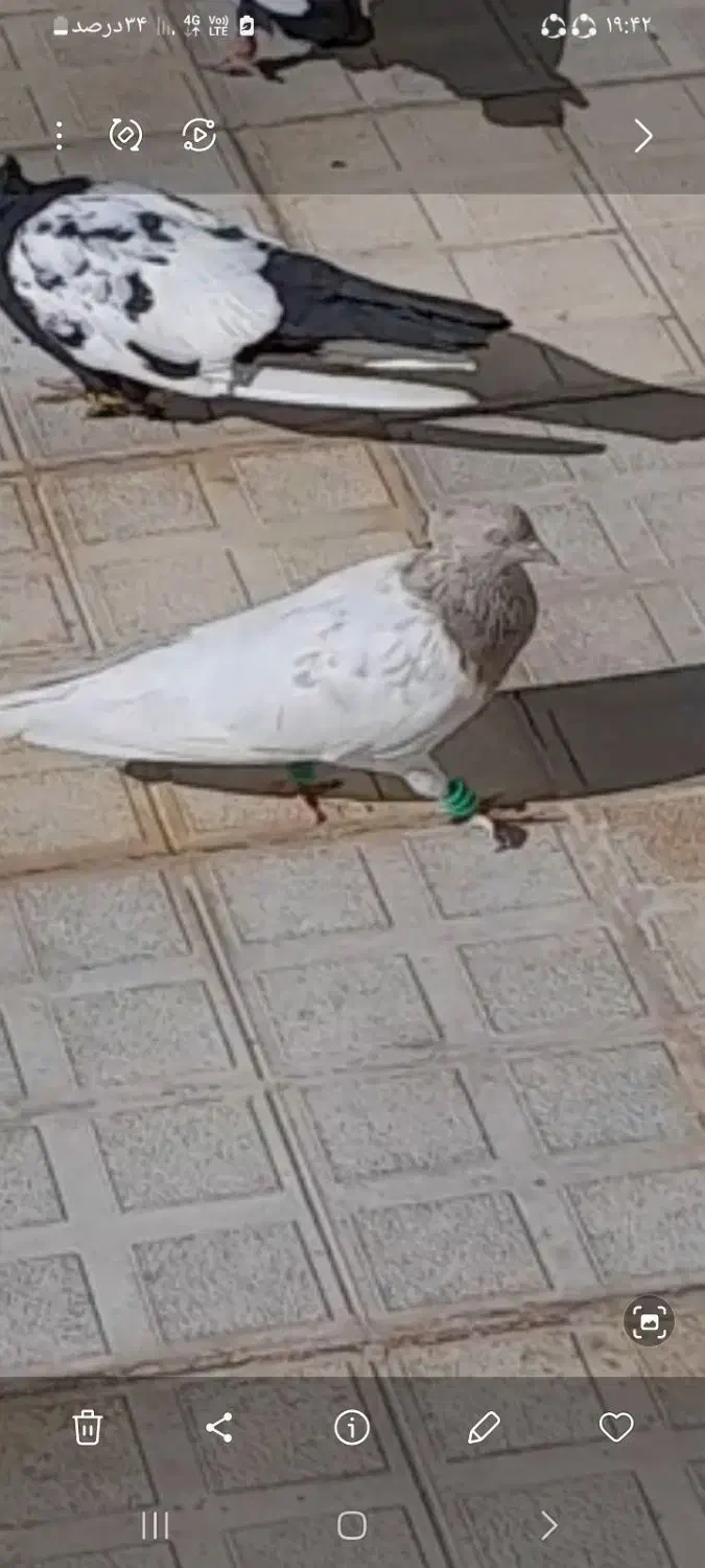 کله زرد|حیوانات|قوچان, |دیوار