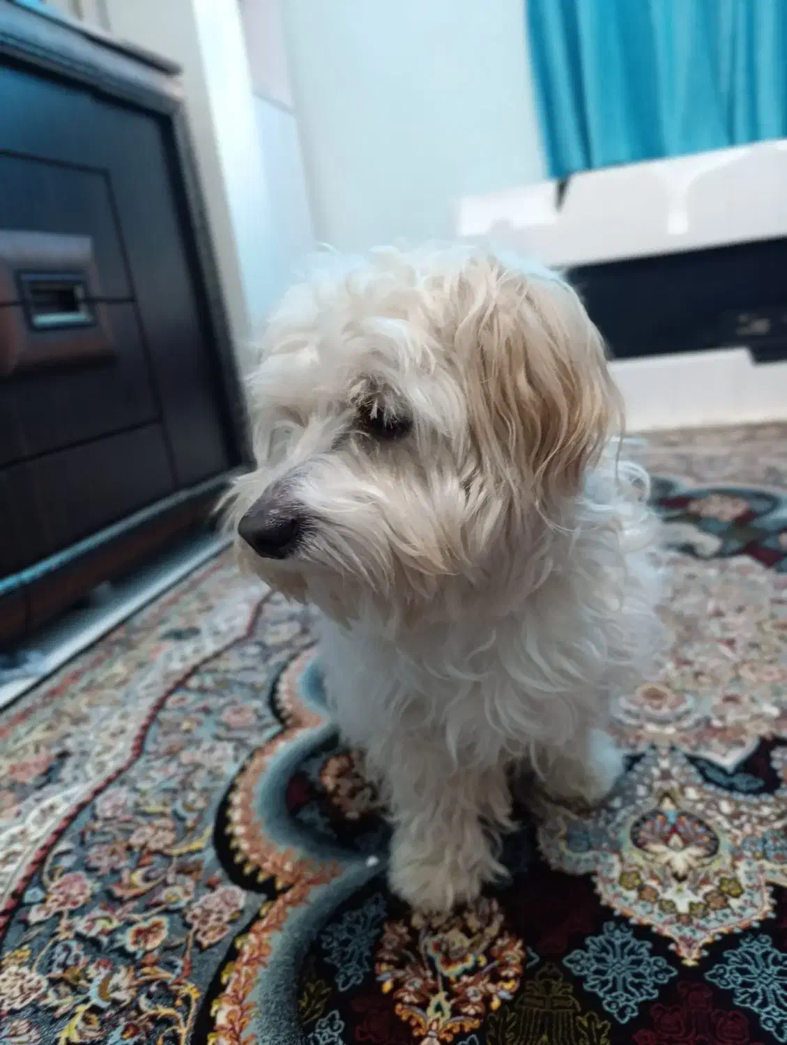 سگ پودل|سگ|سلامی, |دیوار