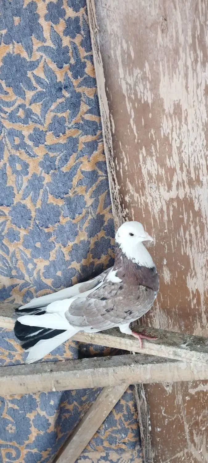 کبوتر پرشی|پرنده|مشکین‌دشت, |دیوار