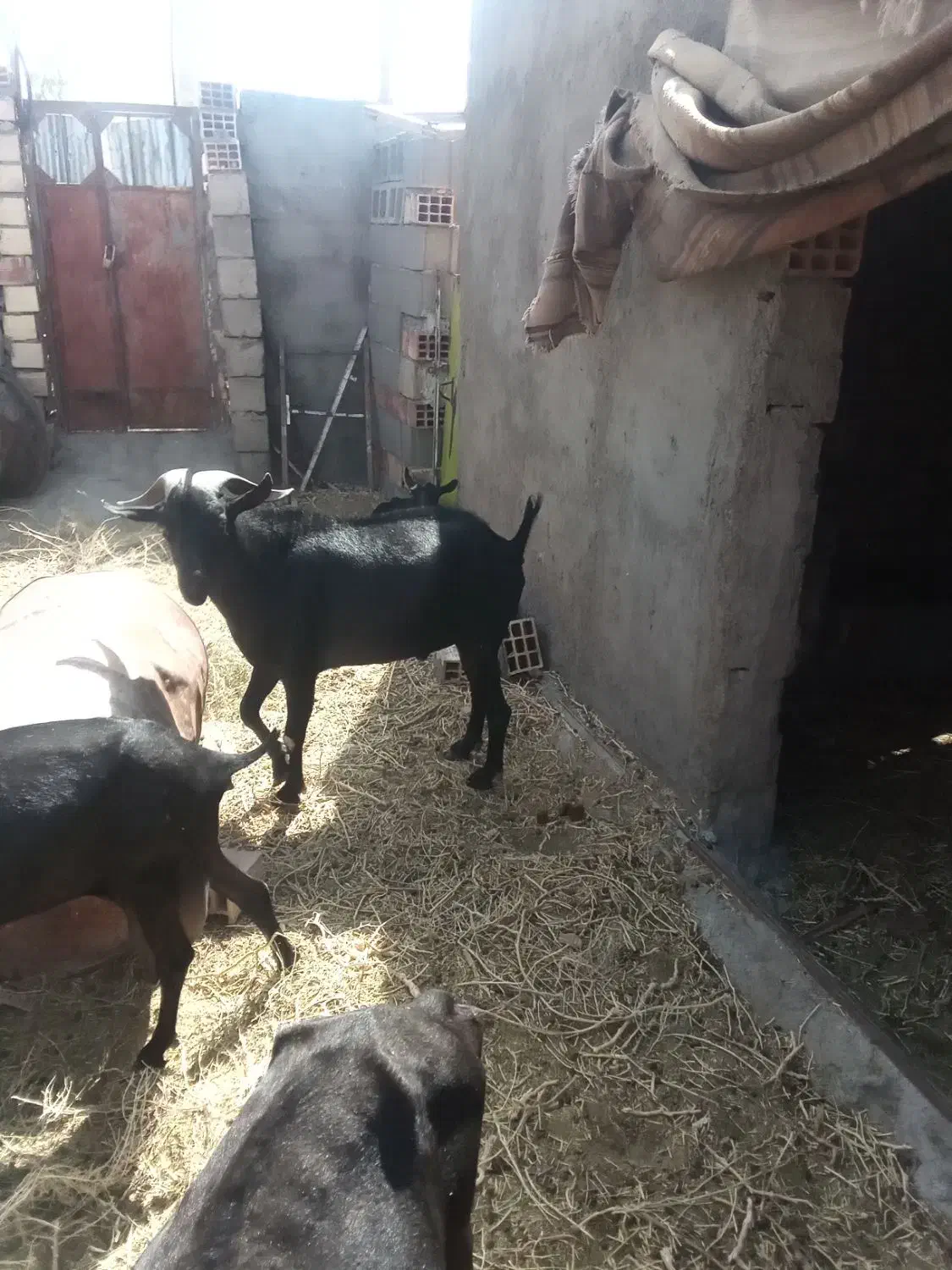 نربزمورسیا اصل|حیوانات مزرعه|زهان, |دیوار