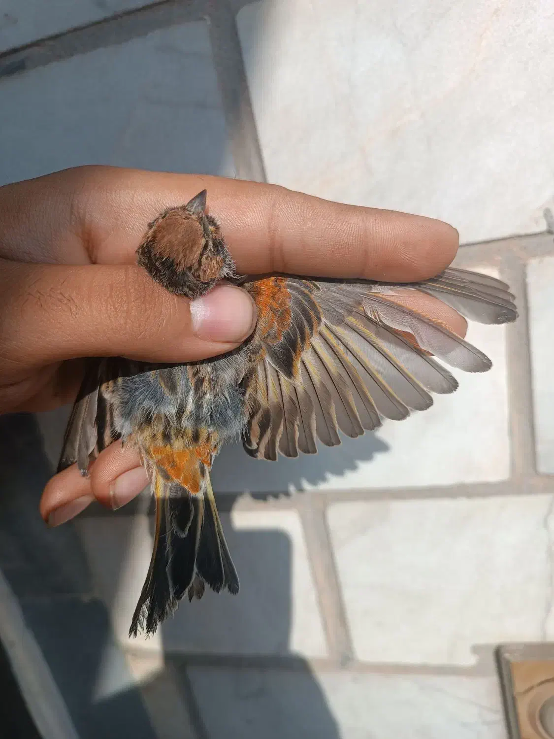 فروش سهره گل بسر نر مست شلاقی|پرنده|اهواز, کوی رمضان|دیوار