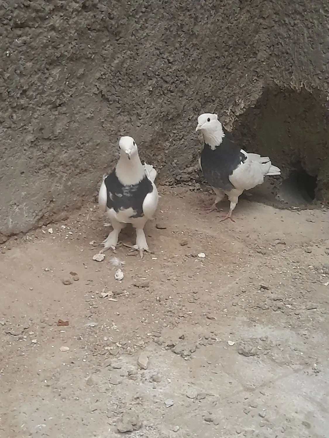 طوقی|پرنده|شهرضا, |دیوار