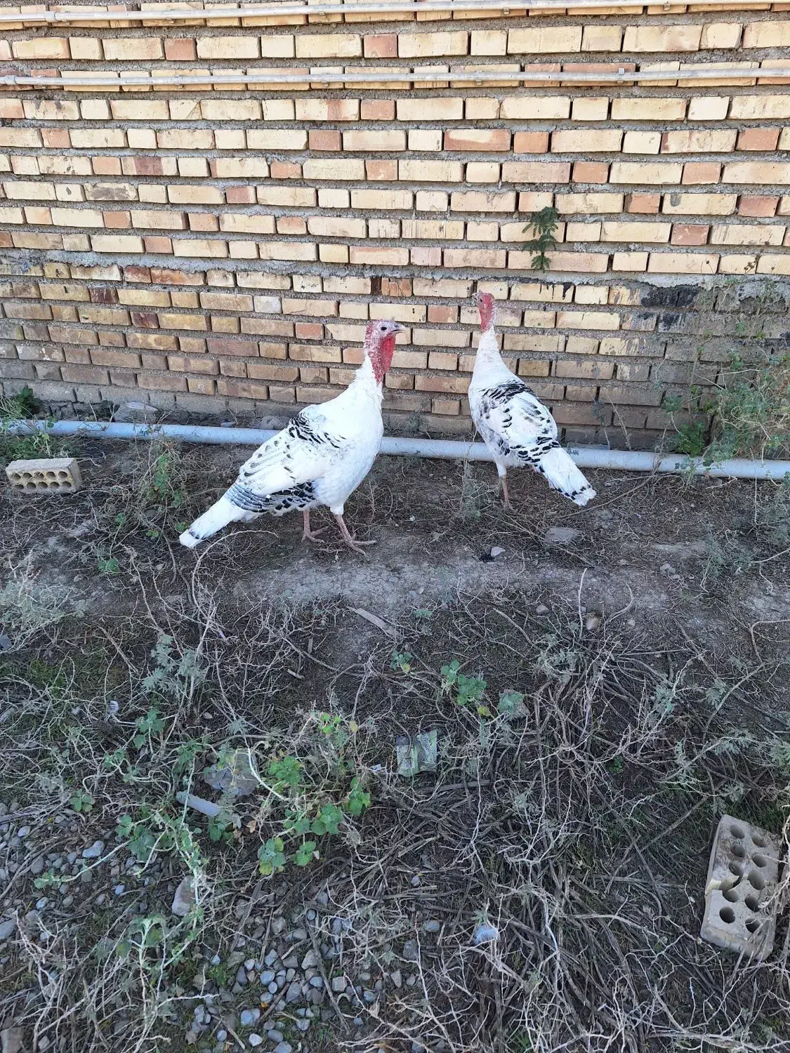 بوقلمون|حیوانات مزرعه|سنگدوین, |دیوار