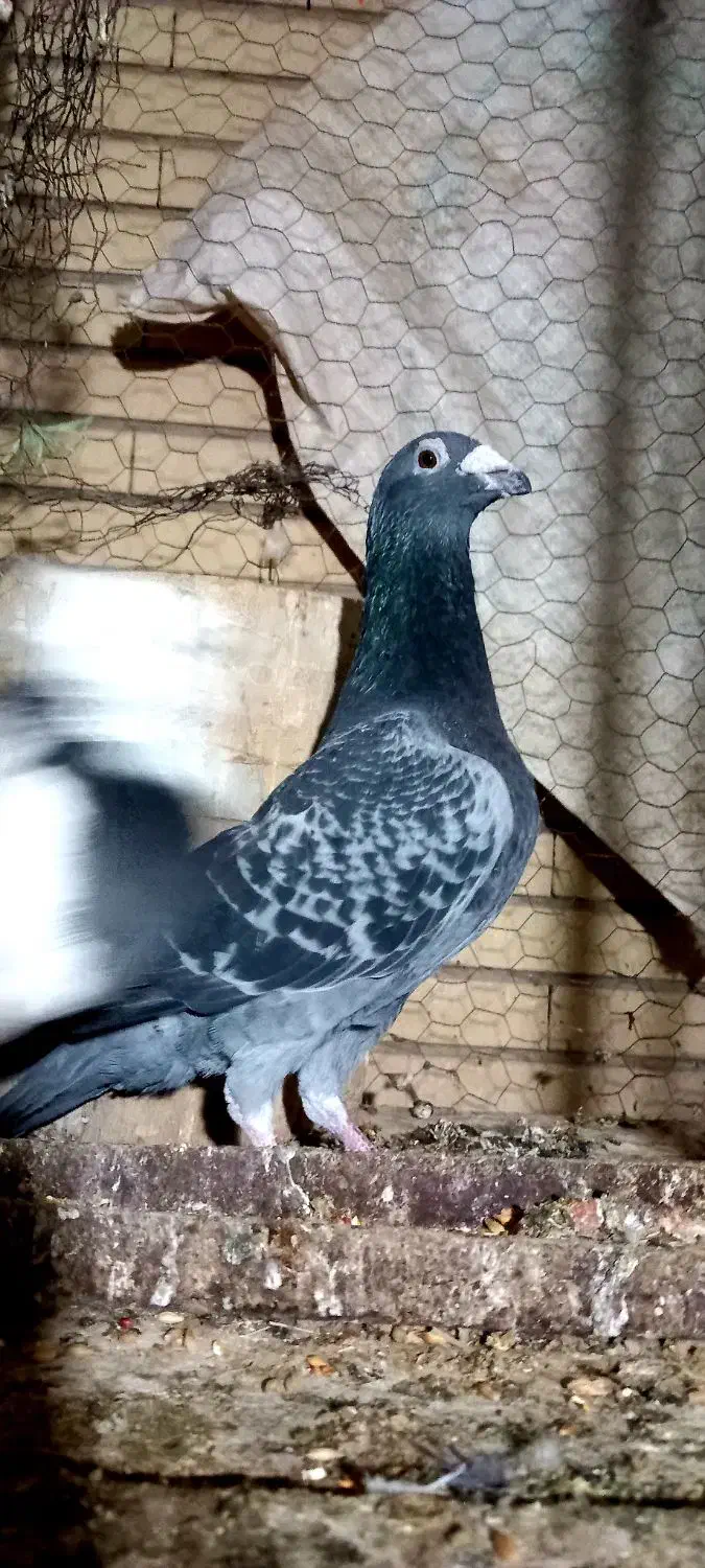 نر مگس آخرت|پرنده|زابل, |دیوار