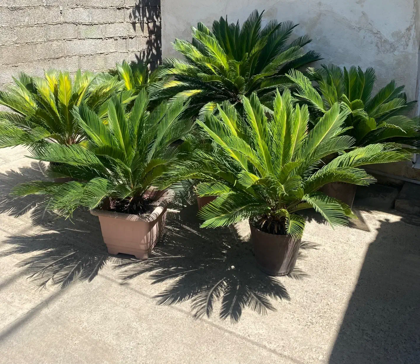 فروش سیکاس|گل و گیاه طبیعی|رشت, شهرک صبا|دیوار