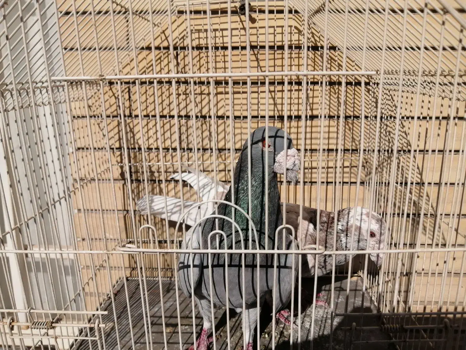 کفتر|پرنده|گلبهار, شهر جدید گلبهار|دیوار