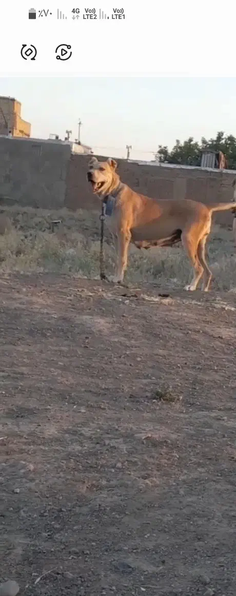 ماده خراسانی وگله ای|سگ|تربت جام, میان جام|دیوار