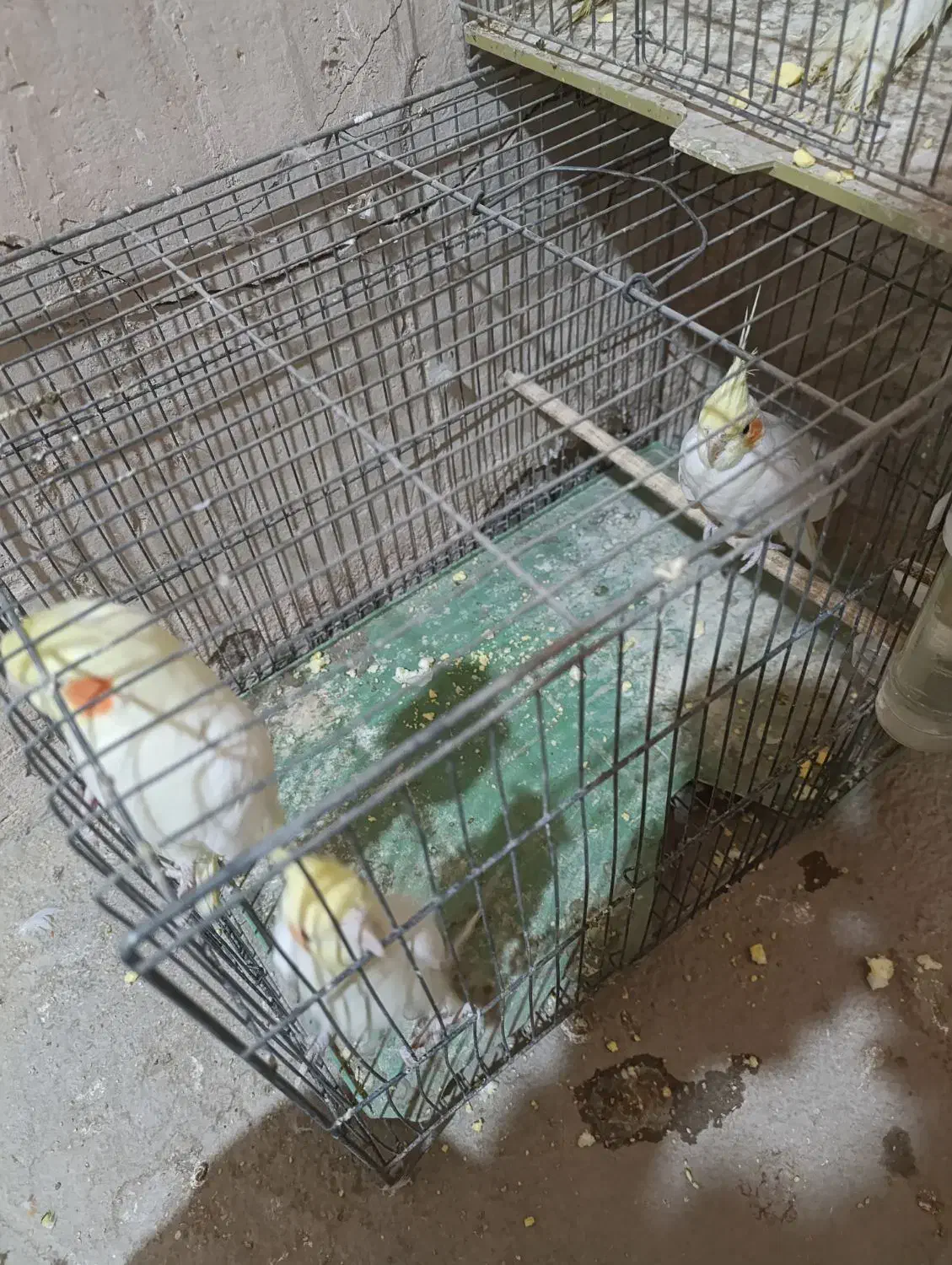 سه عدد لوتینو|پرنده|خمینیشهر, |دیوار