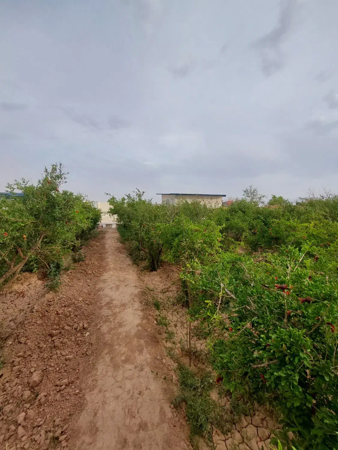 ویلاباغ 800 متری شرف آباد|فروش خانه و ویلا|میبد, |دیوار