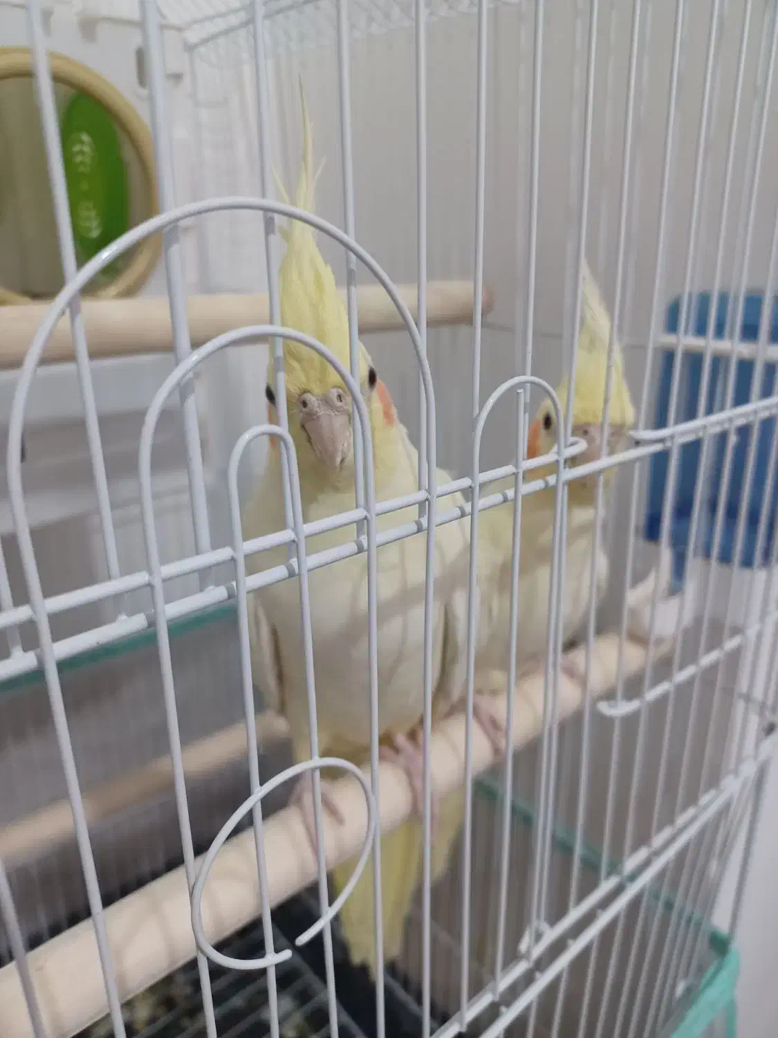 عروس هلندی|پرنده|خوی, |دیوار