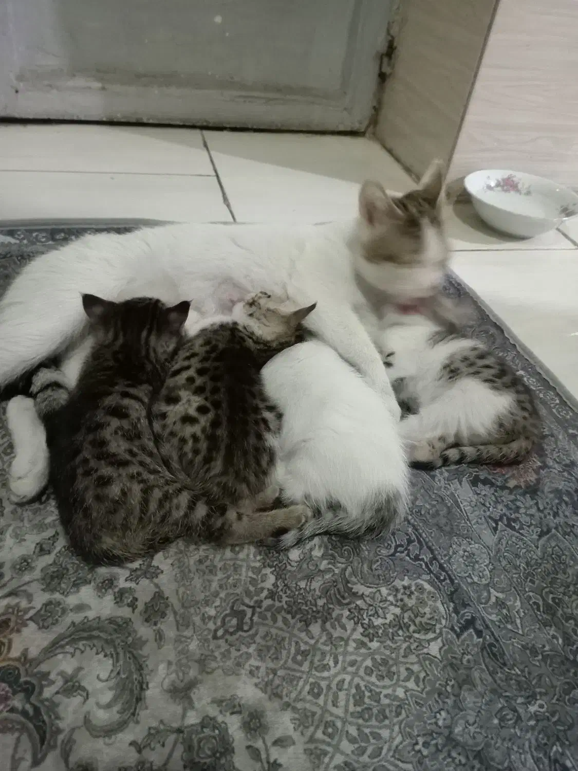 گربه مادر همراه با 4 تا بچه|گربه|ارومیه, |دیوار