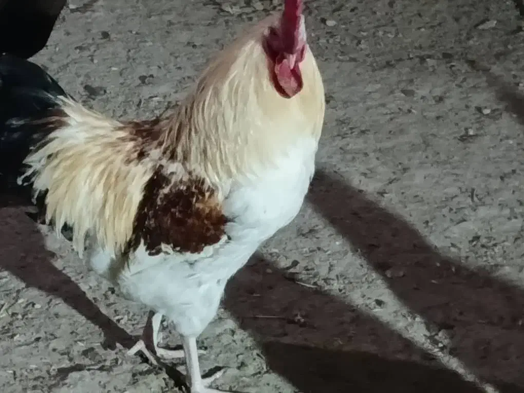 خروس|حیوانات مزرعه|دورود, |دیوار