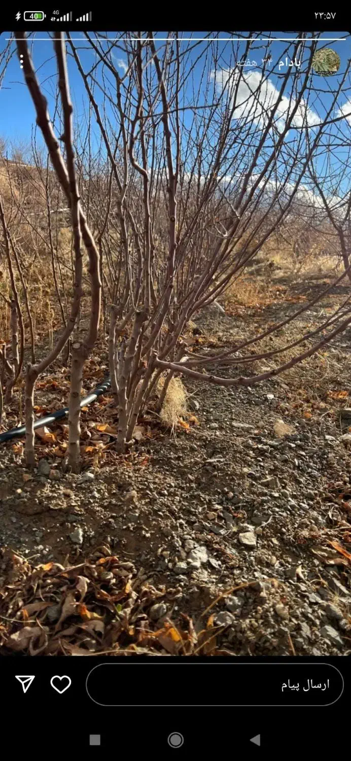 فروش انواع نهال اصلاح شده بادام پیوندی وگردو|خدمات باغبانی و درختکاری|زاینده رود, |دیوار