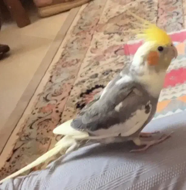 عروسی هلندی گم شده|حیوانات|یزد, |دیوار