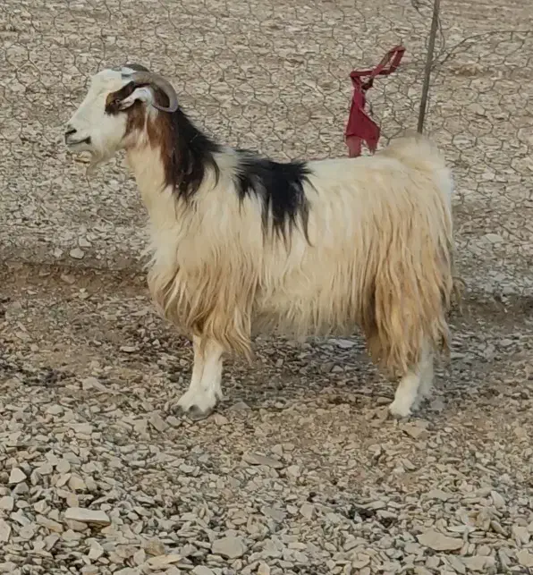 بز داشتی جوان دوقلو زا 50 روز ابست|حیوانات مزرعه|ایلام, |دیوار