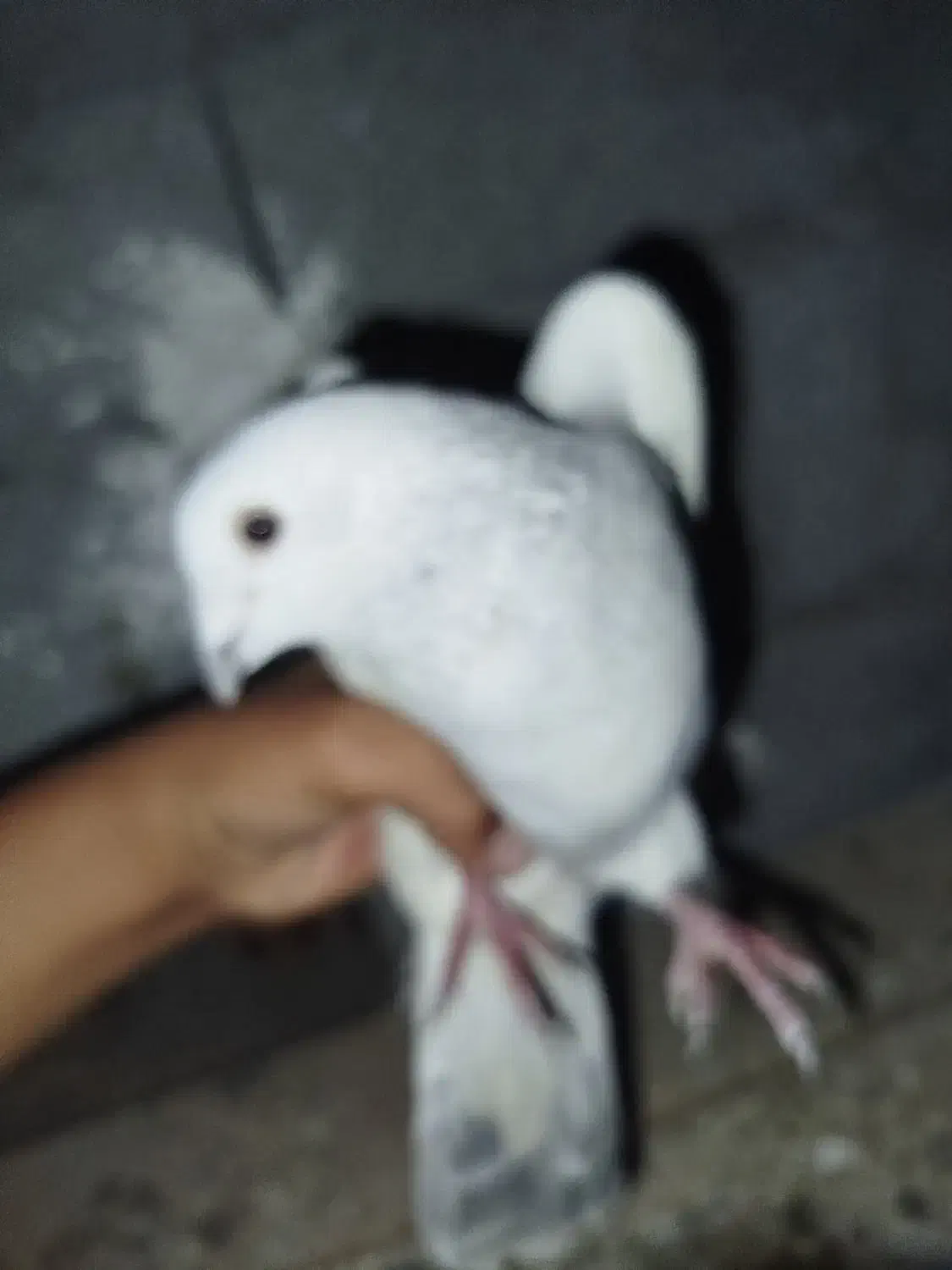 کفتر ماده|پرنده|کرمان, |دیوار