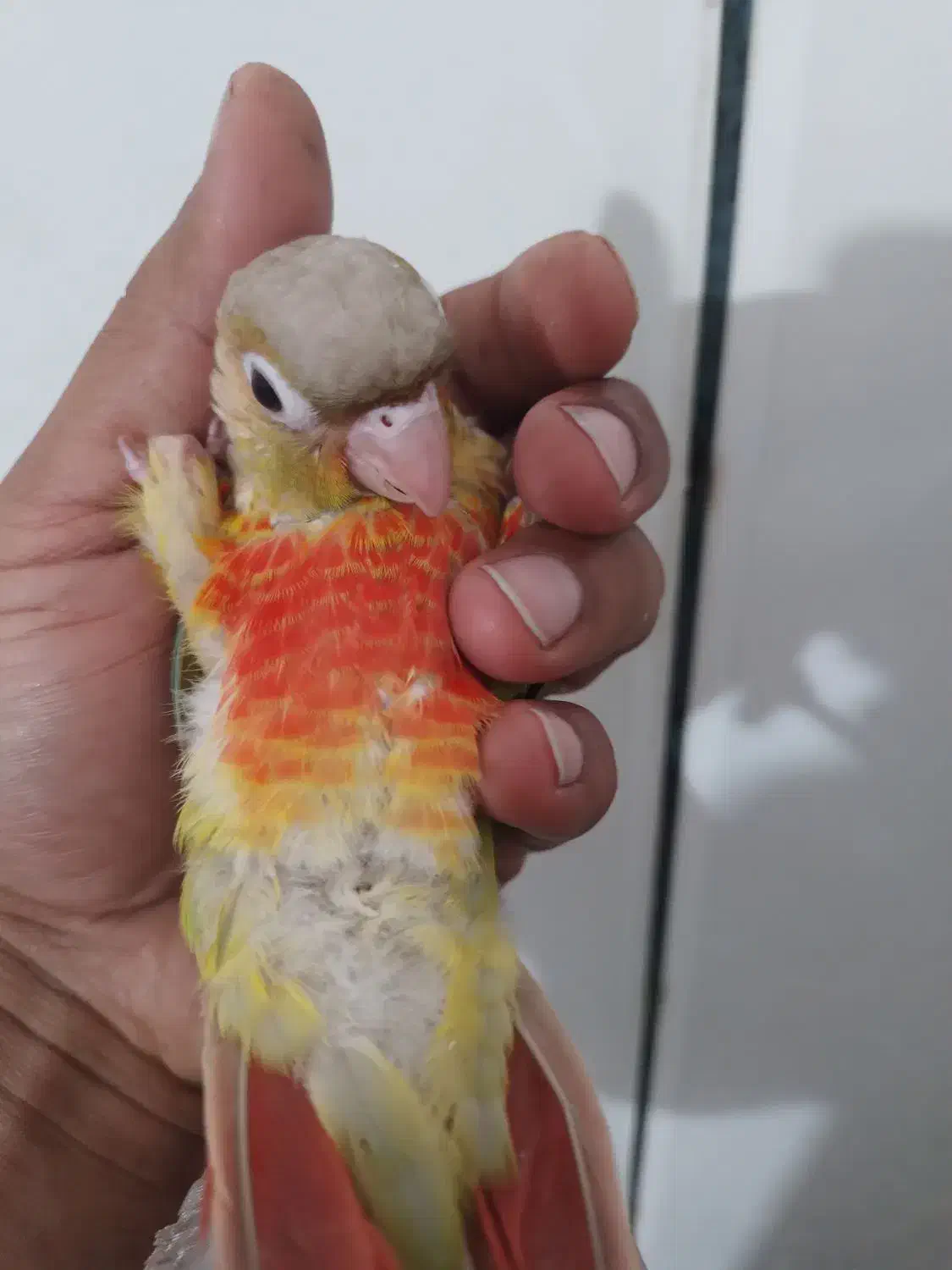 گرینچک|پرنده|بندرعباس, |دیوار