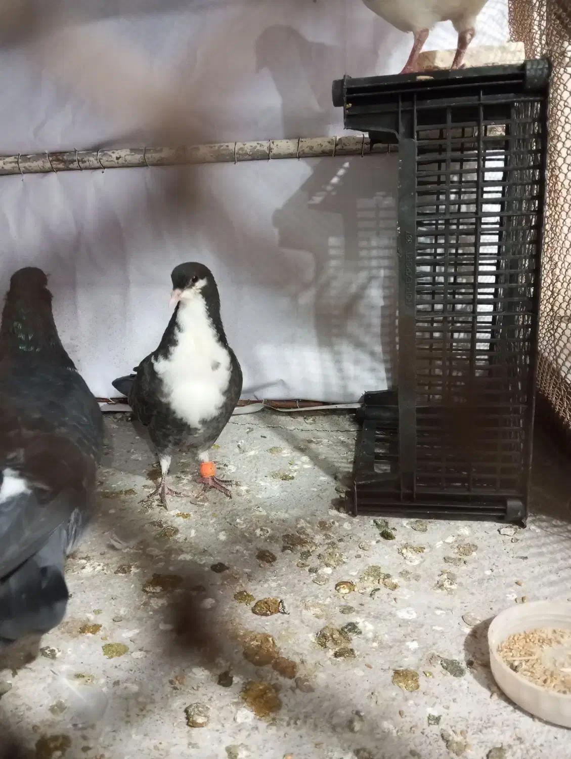 کرباتی|پرنده|تربتحیدریه, پائین ولایت|دیوار