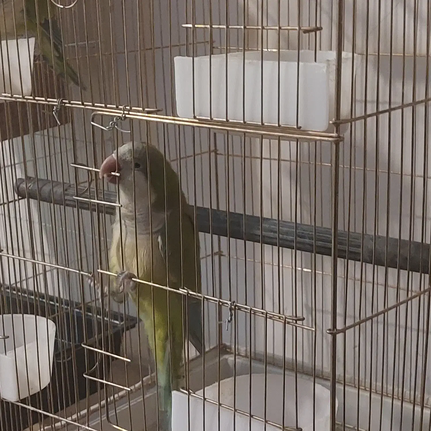 طوطی راهب|پرنده|ابهر, |دیوار