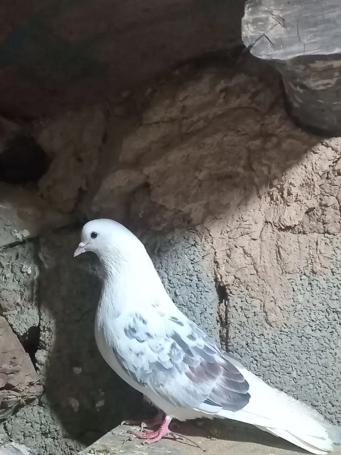 دوکت نر|پرنده|کامیاران, |دیوار