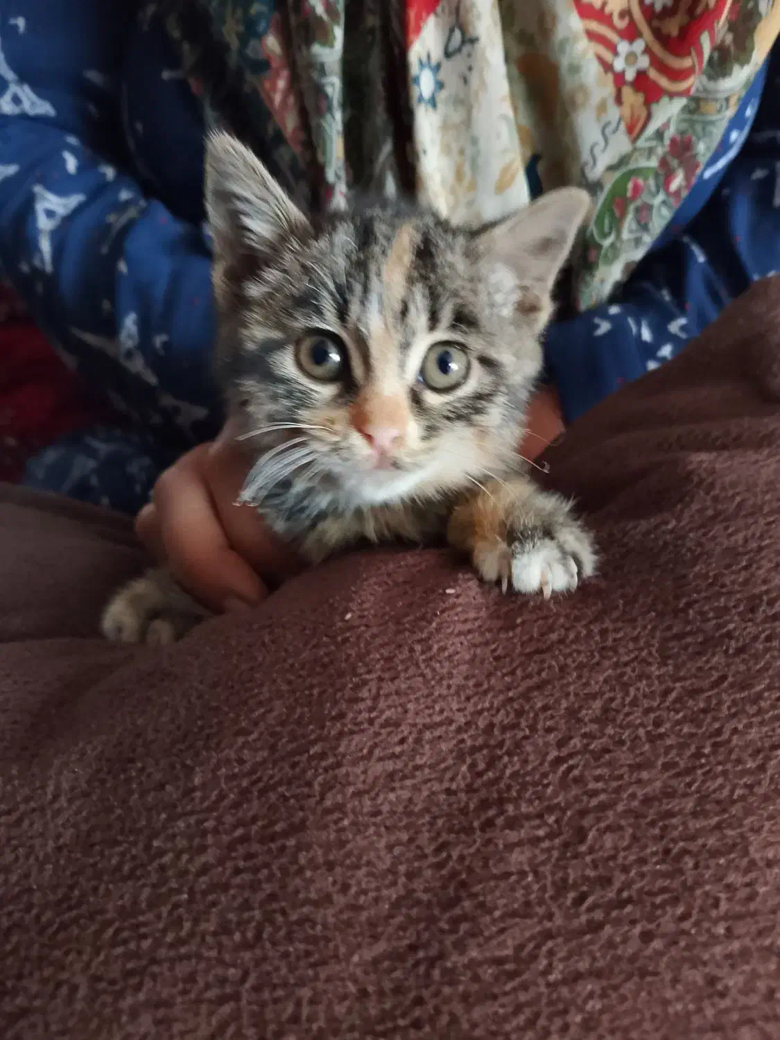 یک عددجوجه گربه نژاد دارپشمالو ی چشم سبز|گربه|تربت جام, یحیی آباد|دیوار