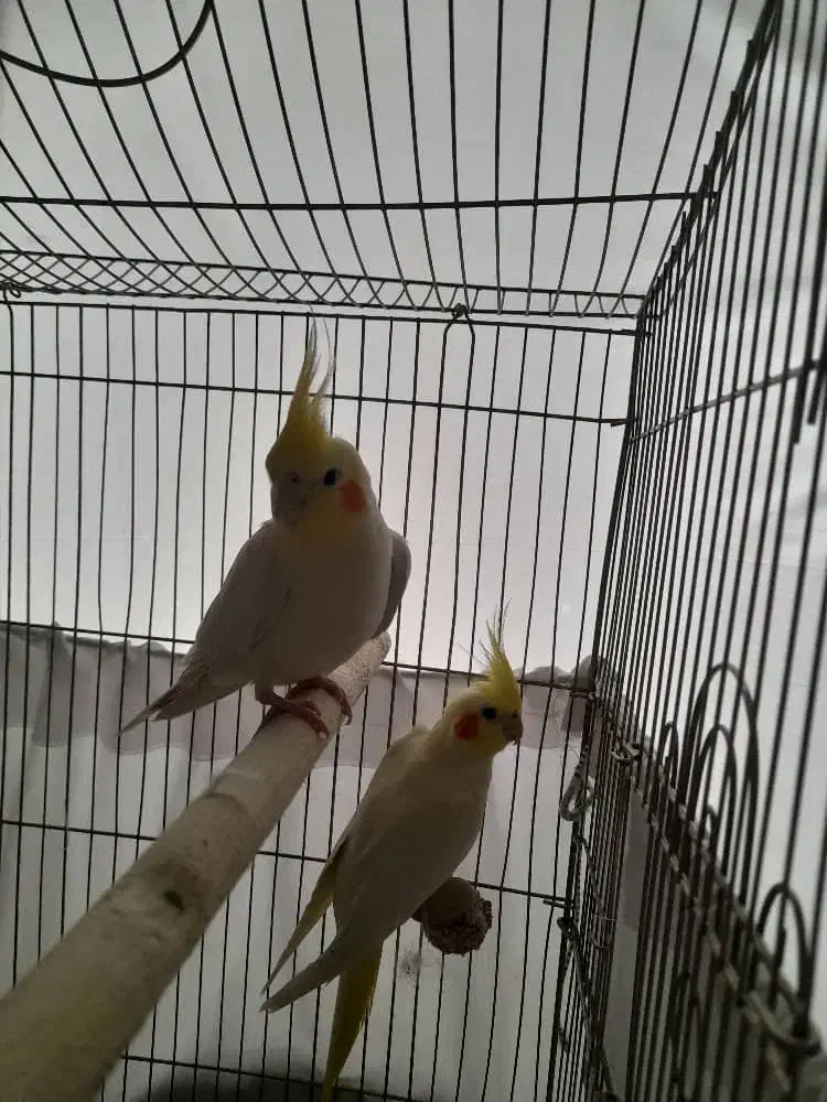 یه جفت عروس هلندی|پرنده|تهران, شمشیری|دیوار