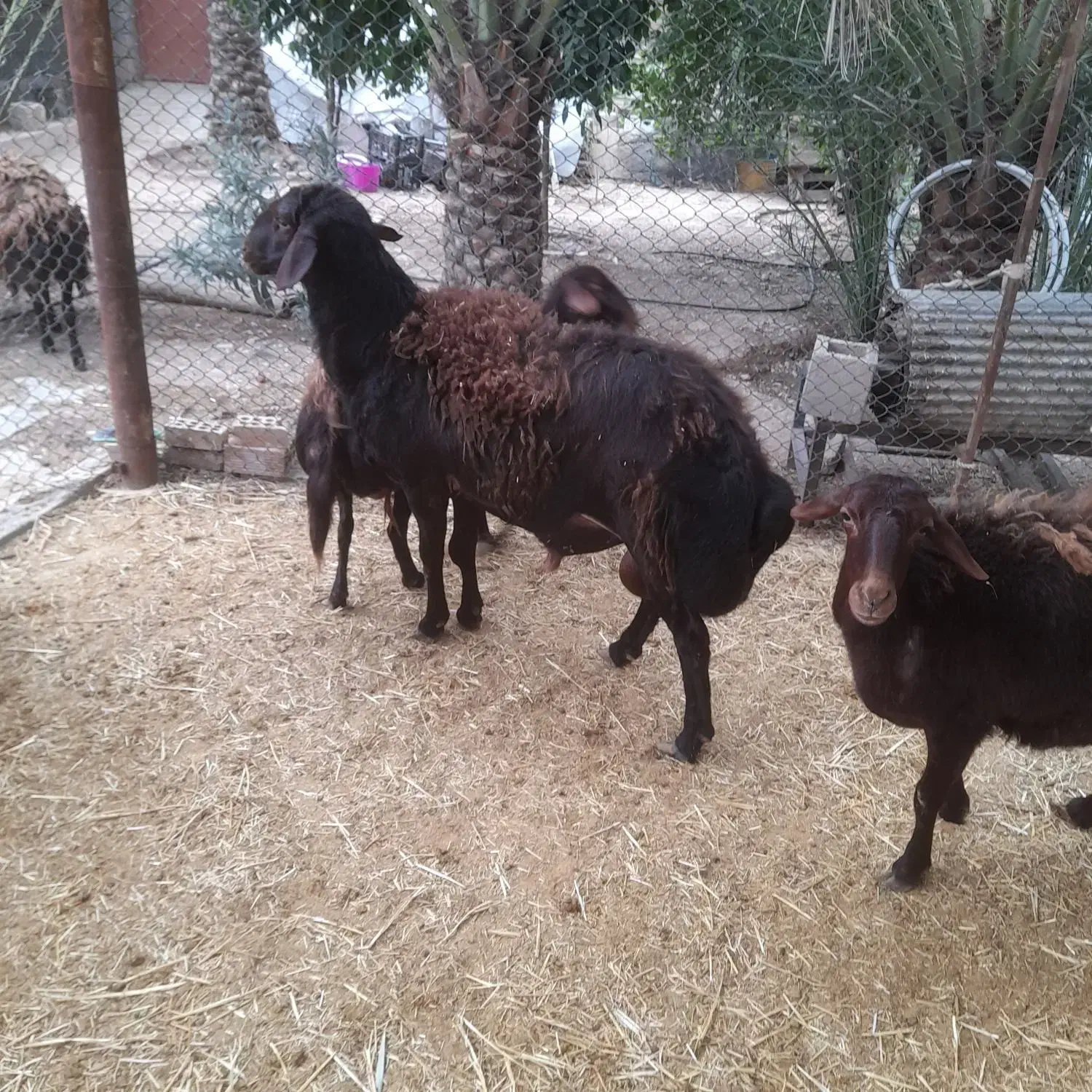 فروشیکراسقوچ|حیوانات مزرعه|صالح آباد (ایلام), |دیوار