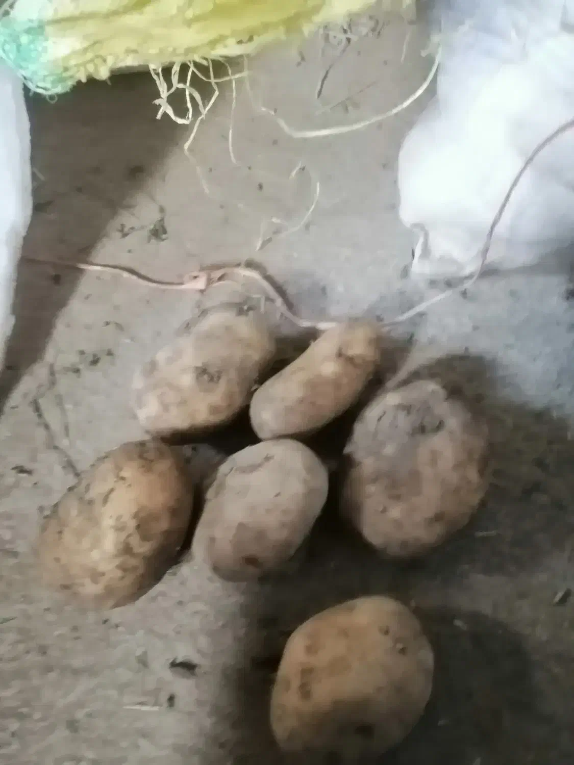 سیب زمینی|خدمات باغبانی و درختکاری|نهاوند, |دیوار