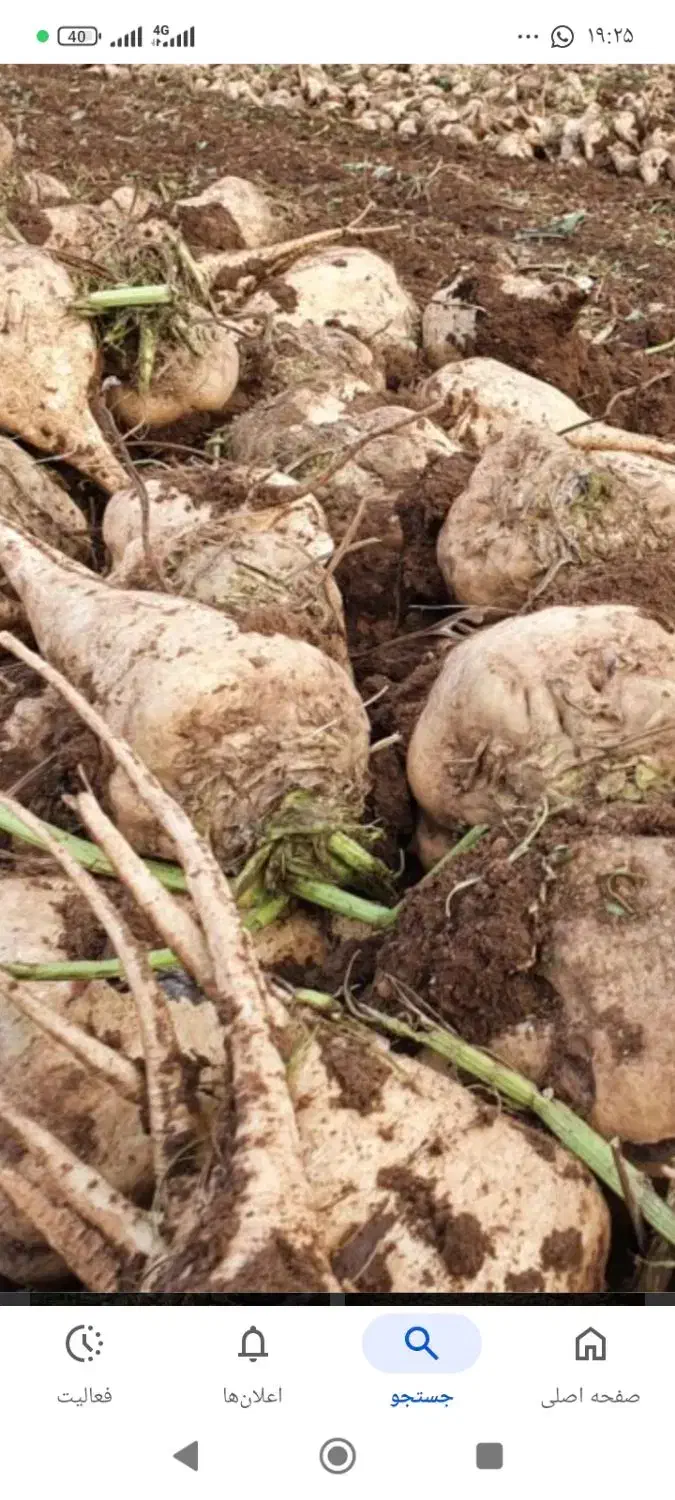 فروش چغندر قند|لوازم جانبی حیوانات|کیار, |دیوار