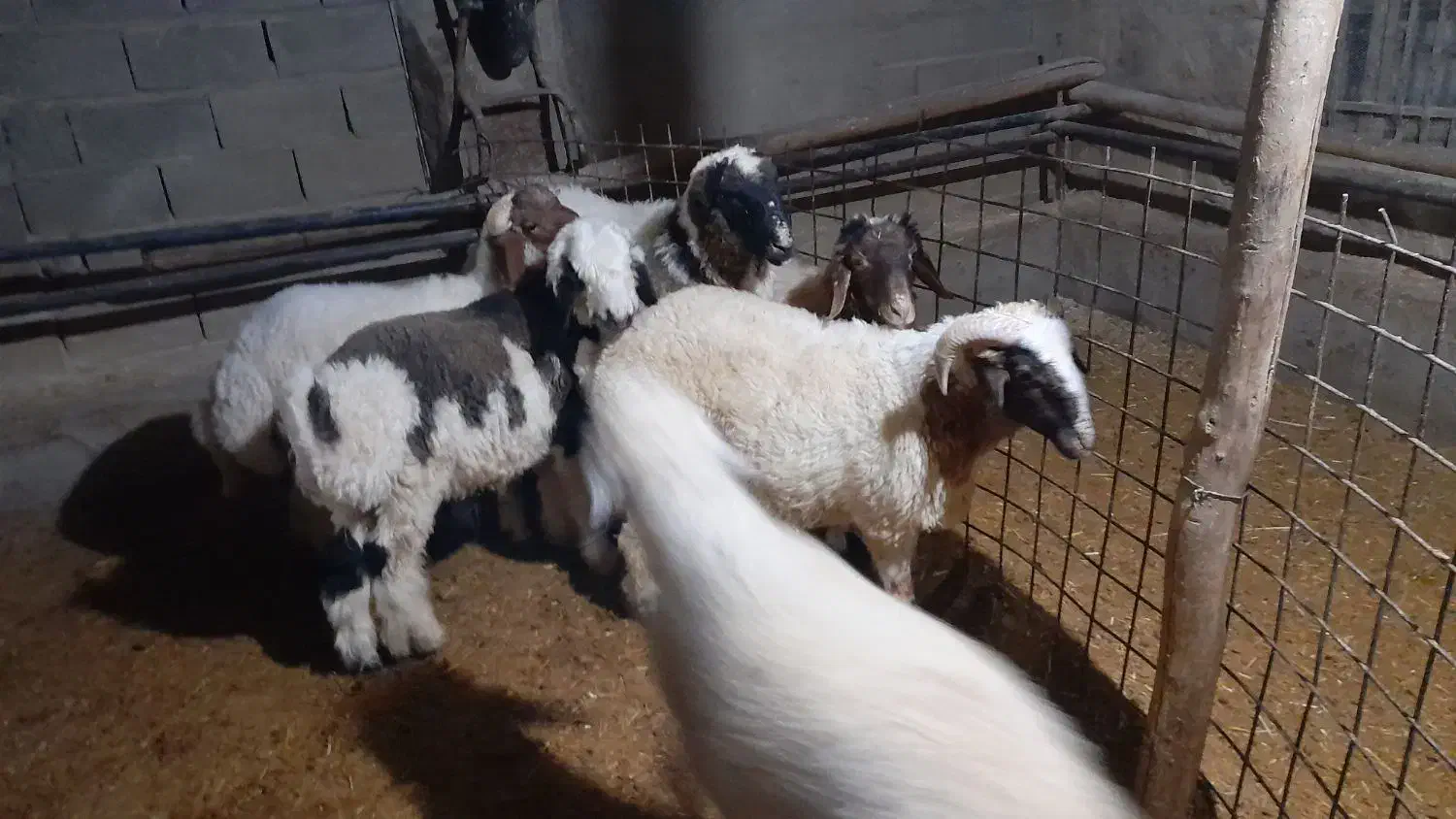 کاور پروار|حیوانات مزرعه|کارزان, |دیوار