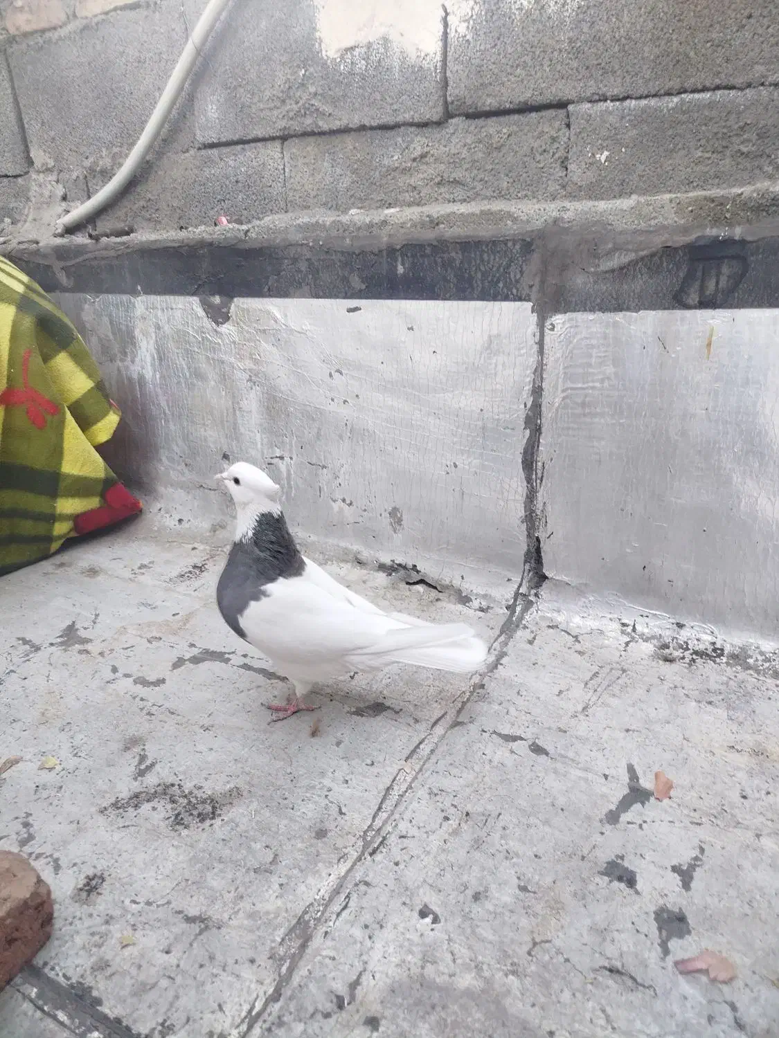 کبوتر طوقی|پرنده|سنندج, |دیوار